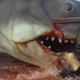 Image for article titled It's Cop Versus Shark in Jaws—Who's the Monster Now?